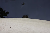 IMG_4940.JPG
