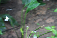 IMG_4948.JPG