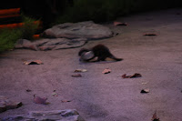 IMG_6241.JPG