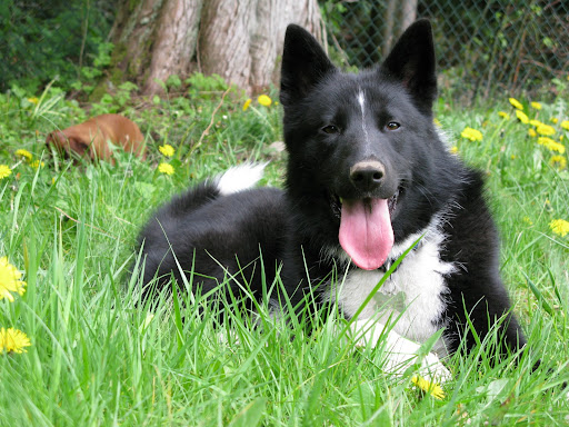 karelian berl dog