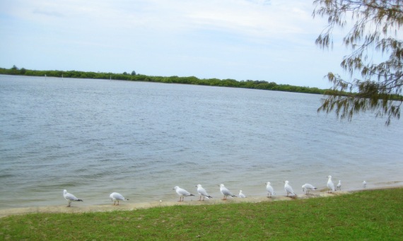 12 seagulls by river