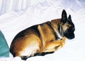 big puppy