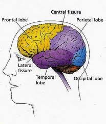 [brain lobes[2].jpg]