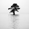 the tree