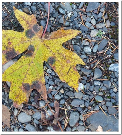 leaf on gravel