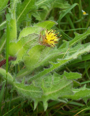 Blessed thistle Blessed thistle