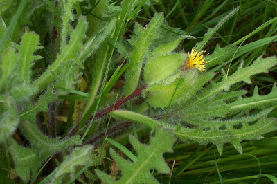 Blessed thistle Blessed thistle
