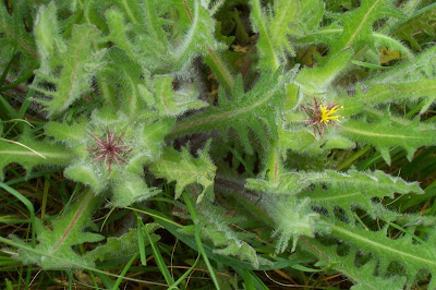 Blessed thistle Blessed thistle
