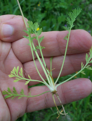 Cornacchina a foglie grandi Cornacchina a foglie grandi