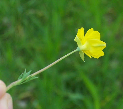 Cornacchina a foglie grandi Cornacchina a foglie grandi