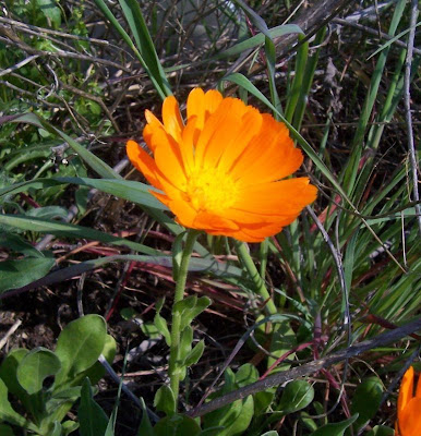 Calendula officinalis,
calendula,
Fiorrancio coltivato,
marigold,
pot marigold,
pot-marigold,
ruddles,
Scotch Marigold,
Scotch-marigold,
Scottish-marigold Calendula officinalis,
calendula,
Fiorrancio coltivato,
marigold,
pot marigold,
pot-marigold,
ruddles,
Scotch Marigold,
Scotch-marigold,
Scottish-marigold