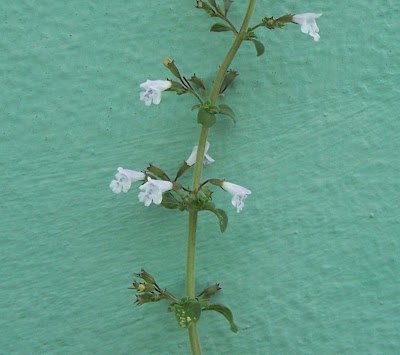 Calamintha nepeta,
calament,
echte Bergminze,
Katzen-Bergthymian,
kleinbl&uuml;tige Bergminze,
lesser calamint,
menthe de montagne,
mentuccia commune,
Mentuccia comune,
Nepetella,
Poleggio selvatico
