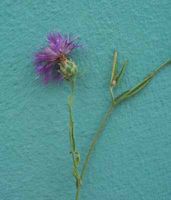 Centaurea subtilis Bertol.