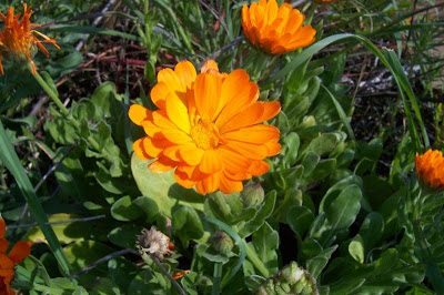 Calendula officinalis,
calendula,
Fiorrancio coltivato,
marigold,
pot marigold,
pot-marigold,
ruddles,
Scotch Marigold,
Scotch-marigold,
Scottish-marigold Calendula officinalis,
calendula,
Fiorrancio coltivato,
marigold,
pot marigold,
pot-marigold,
ruddles,
Scotch Marigold,
Scotch-marigold,
Scottish-marigold
