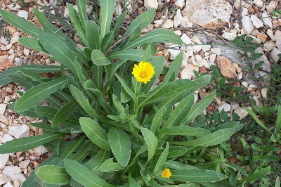 Calendula arvensis,
Acker-Ringelblume,
erva-vaqueira,
field marigold,
field-marigold,
Fiorrancio selvatico,
maravilla del campo,
souci des champs Calendula arvensis,
Acker-Ringelblume,
erva-vaqueira,
field marigold,
field-marigold,
Fiorrancio selvatico,
maravilla del campo,
souci des champs