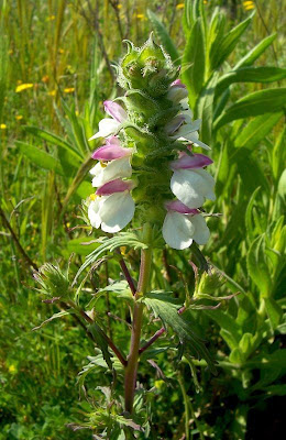 Bartsia trixago Bartsia trixago