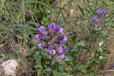 Arabian scurf-pea Arabian scurf-pea