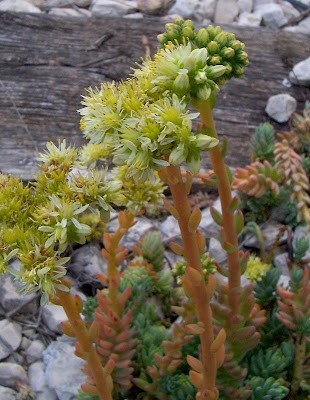 Pale Stonecrop