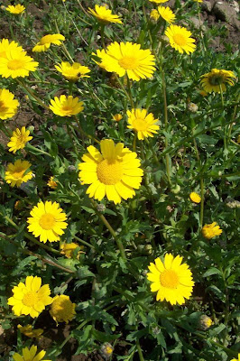 Saatwucherblume