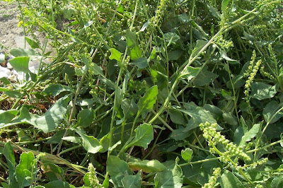 Common beet