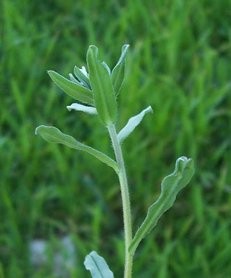 Buglossoides arvensis,
aljofareira,
corn gromwell,
corn-gromwell,
Erba-perla minore,
field gromwell,
pigeonweed Buglossoides arvensis,
aljofareira,
corn gromwell,
corn-gromwell,
Erba-perla minore,
field gromwell,
pigeonweed