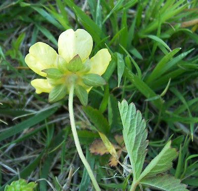Kriechendes Fingerkraut