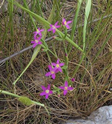Branched centaury Branched centaury