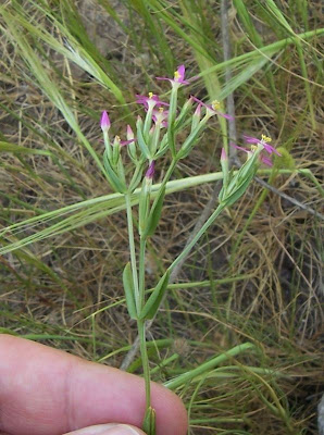 Branched centaury Branched centaury