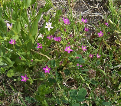Branched centaury Branched centaury