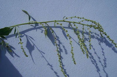 Beta maritima