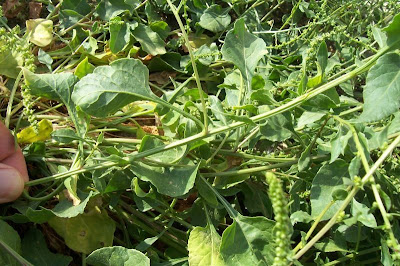 Common beet