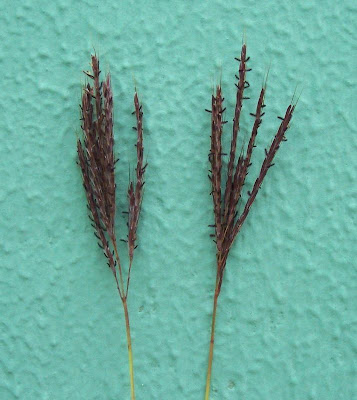 Yellow bluestem