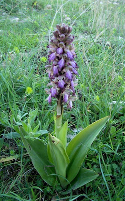Barlia robertiana,
Barlia,
Giant Orchid