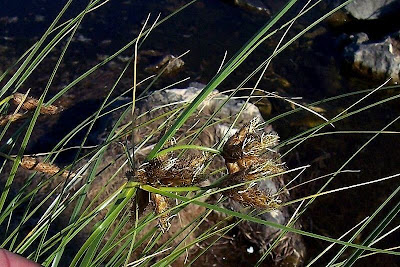 Bolboschoenus maritimus (L.) Palla