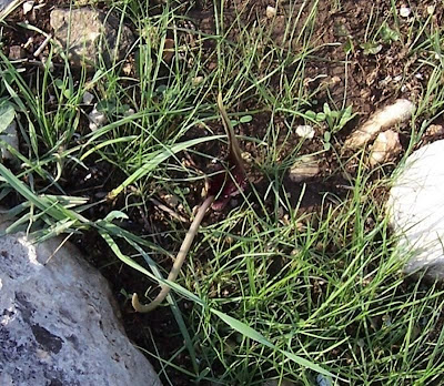 Biarum tenuifolium (L.) Schott
