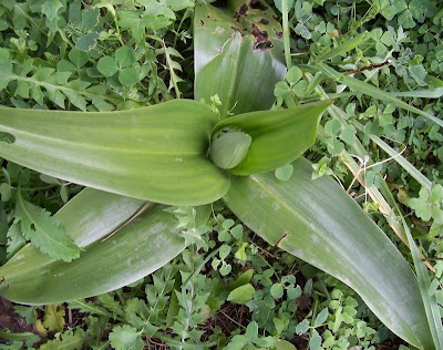 Barlia robertiana,
Barlia,
Giant Orchid