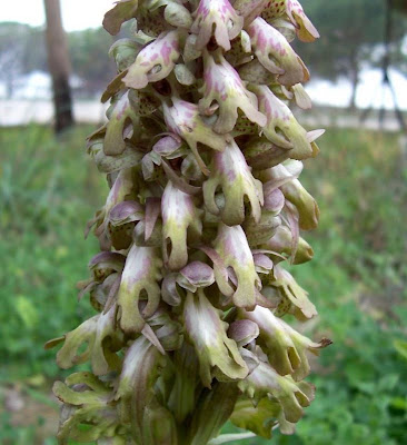 Barlia robertiana,
Barlia,
Giant Orchid