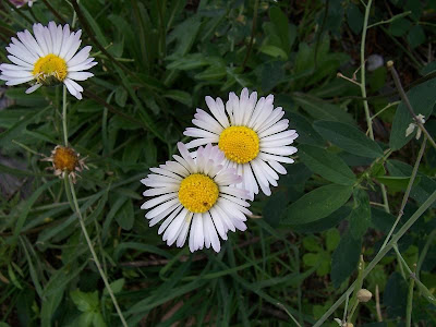 Tausendsch�n
