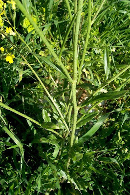 Bunias erucago,
bunias fausse roquette,
Cascellore comune,
crested wartycabbage,
ma&ccedil;a-de-bedel,
Morgenl&auml;ndisches Zackensch&ouml;tchen,
mostacilla,
Southern Warty Cabbage