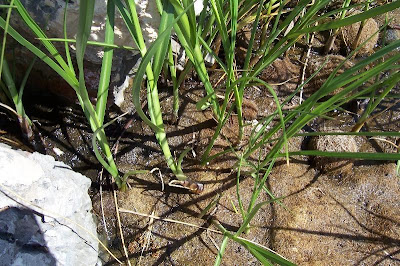 Bolboschoenus maritimus (L.) Palla