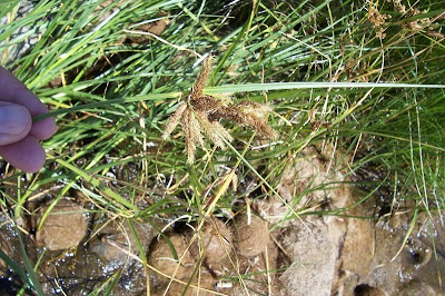 Bolboschoenus maritimus (L.) Palla