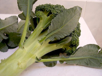 Brassica oleracea var. botrytis,
Blumenkohl,
broccoli,
cauliflower,
cavolfiore,
chou brocoli,
chou-fleur,
coliflor,
couve-flor,
hua ye cai Brassica oleracea var. botrytis,
Blumenkohl,
broccoli,
cauliflower,
cavolfiore,
chou brocoli,
chou-fleur,
coliflor,
couve-flor,
hua ye cai