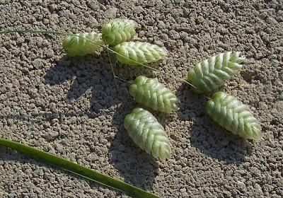 Large quaking grass Large quaking grass