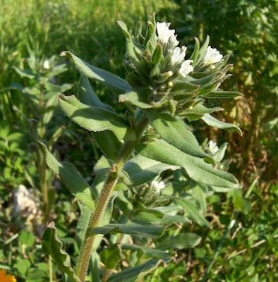Buglossoides arvensis,
aljofareira,
corn gromwell,
corn-gromwell,
Erba-perla minore,
field gromwell,
pigeonweed Buglossoides arvensis,
aljofareira,
corn gromwell,
corn-gromwell,
Erba-perla minore,
field gromwell,
pigeonweed