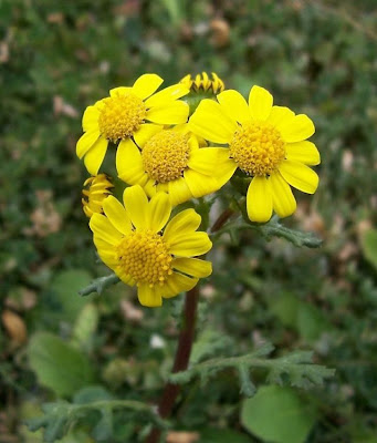 Coastal Ragwort Coastal Ragwort