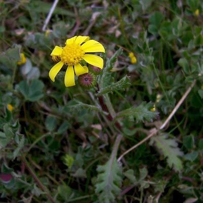 Coastal Ragwort Coastal Ragwort