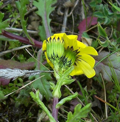 Coastal Ragwort Coastal Ragwort