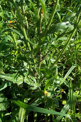 Bunias erucago,
bunias fausse roquette,
Cascellore comune,
crested wartycabbage,
ma&ccedil;a-de-bedel,
Morgenl&auml;ndisches Zackensch&ouml;tchen,
mostacilla,
Southern Warty Cabbage