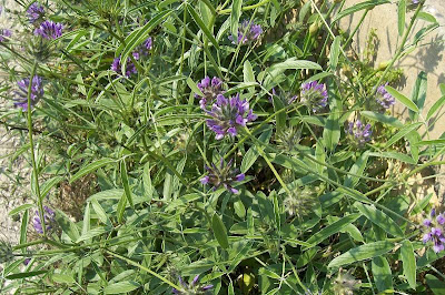 Arabian scurf-pea Arabian scurf-pea
