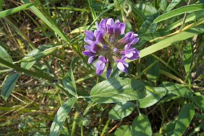 Arabian scurf-pea Arabian scurf-pea